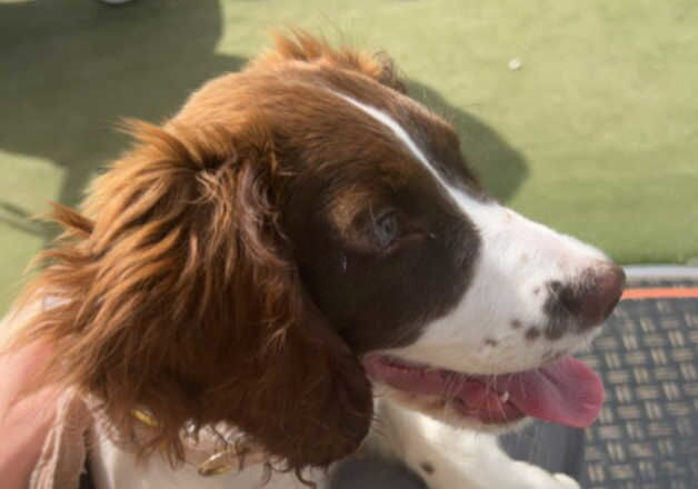 Bonnie 6 month old springer spaniel. for sale in Louth, Lincolnshire - Image 3