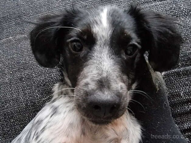 Boy springer puppy for sale in Clydebank, West Dunbartonshire - Image 1