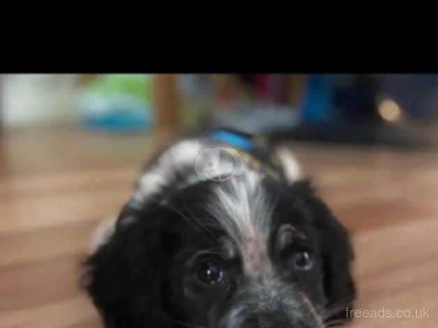 Boy springer puppy for sale in Clydebank, West Dunbartonshire - Image 2