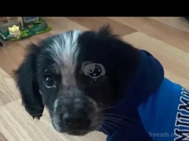 Boy springer puppy for sale in Clydebank, West Dunbartonshire - Image 3