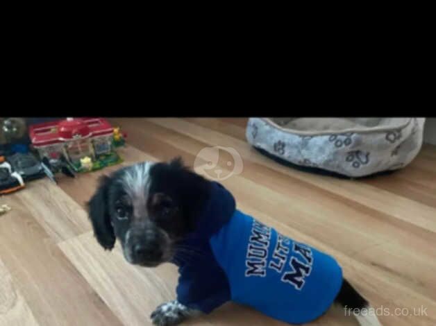 Boy springer puppy for sale in Clydebank, West Dunbartonshire - Image 4