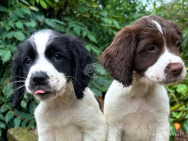 Chunky KC Registered English Springer Spaniel Boy Pups. for sale in Newton Abbot, Devon