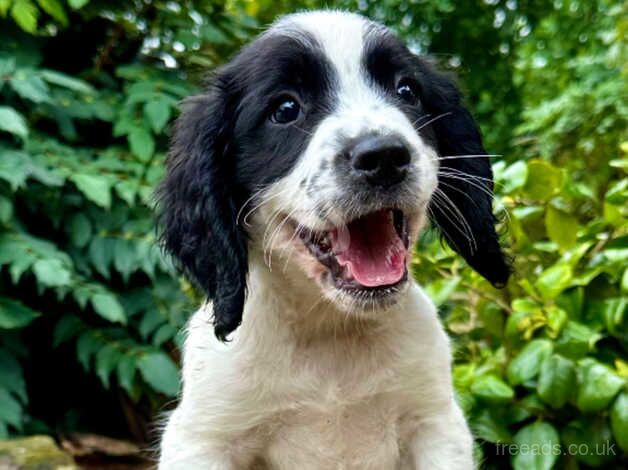 Chunky KC Registered English Springer Spaniel Boy Pups. for sale in Newton Abbot, Devon - Image 2