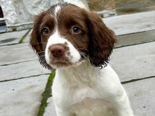 Chunky KC Registered English Springer Spaniel Boy Pups. for sale in Newton Abbot, Devon - Image 3