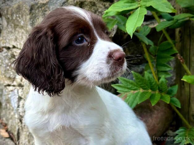 Chunky KC Registered English Springer Spaniel Boy Pups. for sale in Newton Abbot, Devon - Image 4