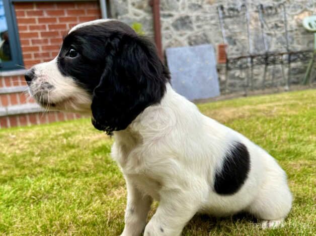 Chunky KC Registered English Springer Spaniel Boy Pups. for sale in Newton Abbot, Devon - Image 5