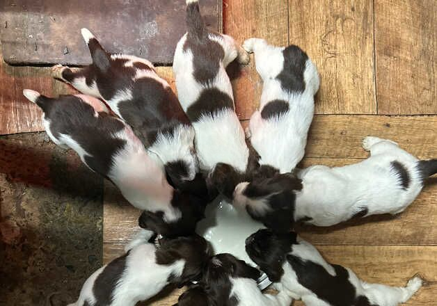 Chunky Liver and White Spaniels for sale in Tavistock, Devon - Image 2