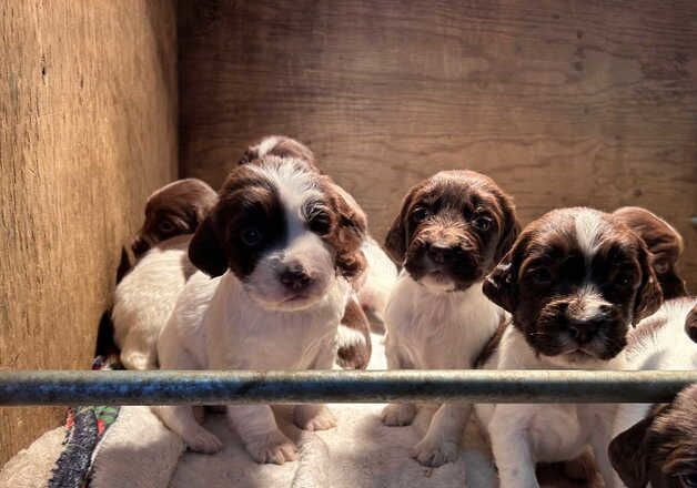 Chunky Liver and White Spaniels for sale in Tavistock, Devon - Image 3