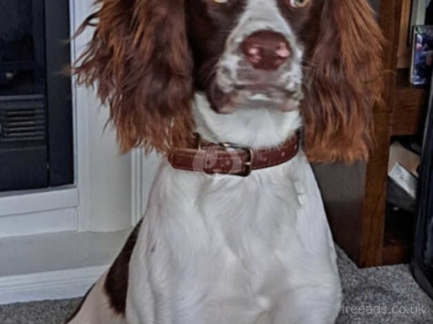 e kc registered male springer for sale in Rotherham, South Yorkshire