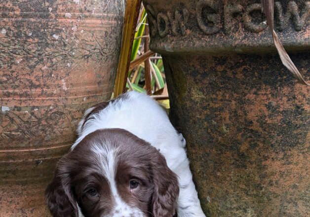 Enchanting ESS pups: Meet Weasely, Granger and Potter. for sale in Tiverton, Devon