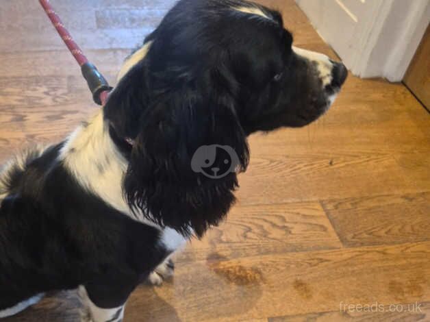 English spring spaniel for re-homing for sale in Chingford, Waltham Forest, Greater London