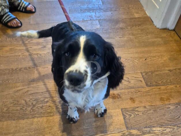 English spring spaniel for re-homing for sale in Chingford, Waltham Forest, Greater London - Image 2