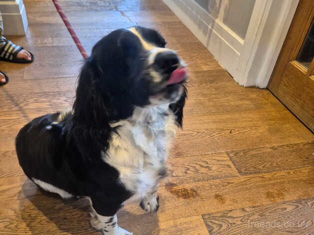 English spring spaniel for re-homing for sale in Chingford, Waltham Forest, Greater London - Image 3