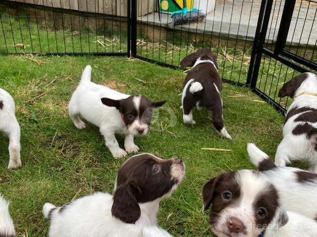 English Springer puppies - KC registered for sale in Oxford, Staffordshire