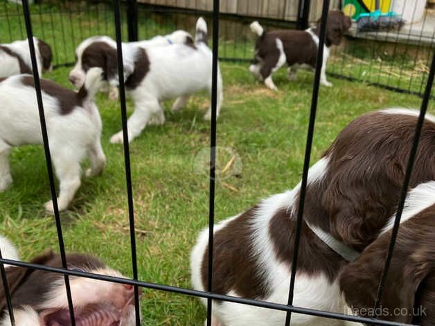 English Springer puppies - KC registered for sale in Oxford, Staffordshire - Image 2