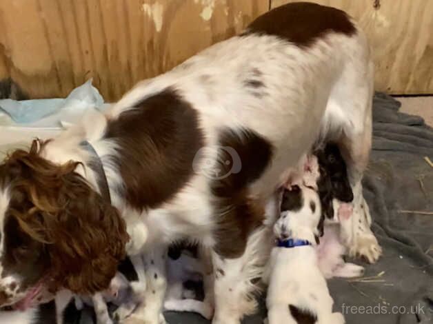 English Springer puppies - KC registered for sale in Oxford, Staffordshire - Image 3