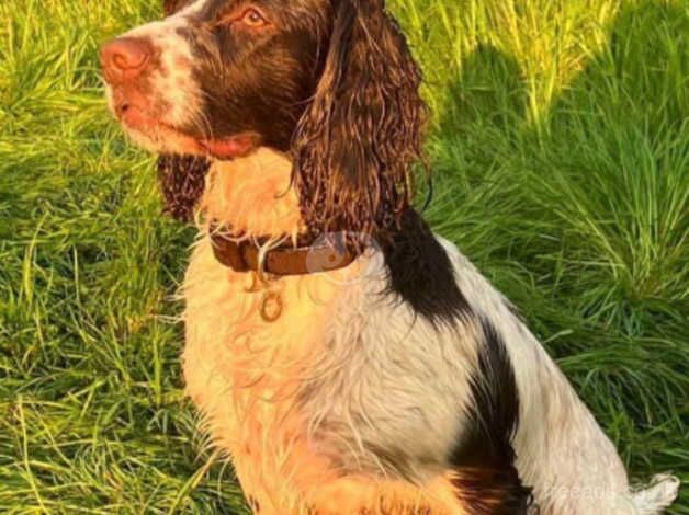 English Springer puppies - KC registered for sale in Oxford, Staffordshire - Image 4