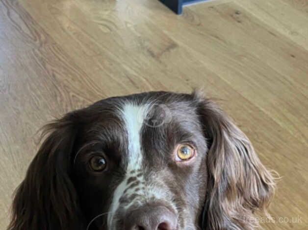 English Springer puppies - KC registered for sale in Oxford, Staffordshire - Image 5