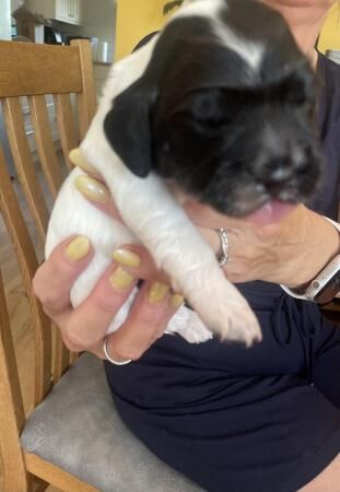 English springer puppies ready to view for sale in Ringwood, Hampshire