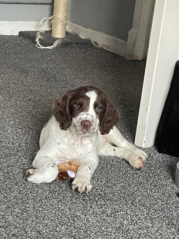 English Springer Spaniel for sale in Kilmarnock, Ayrshire and Arran - Image 2