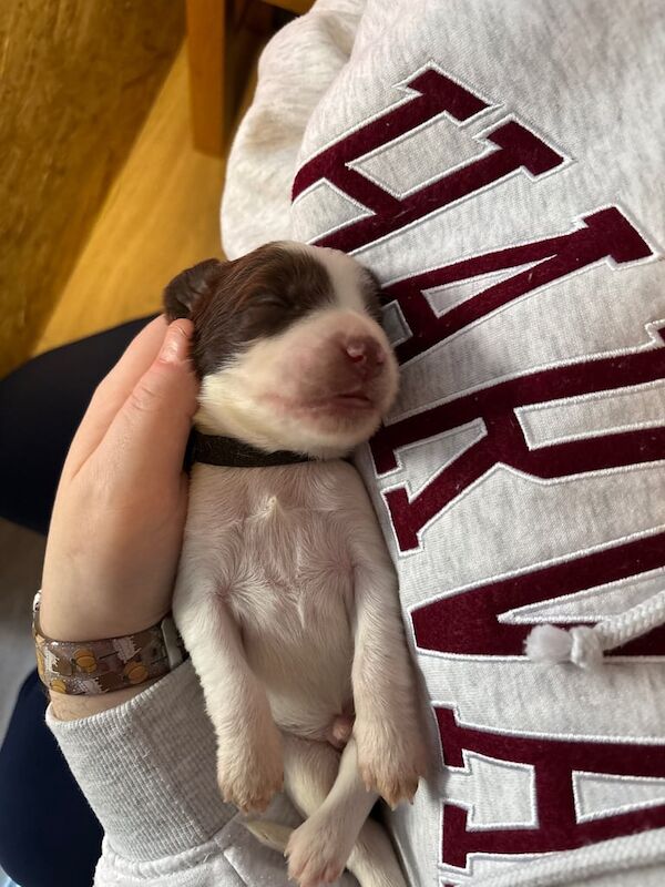 English Springer Spaniel for sale in Kilmarnock, Ayrshire and Arran - Image 3