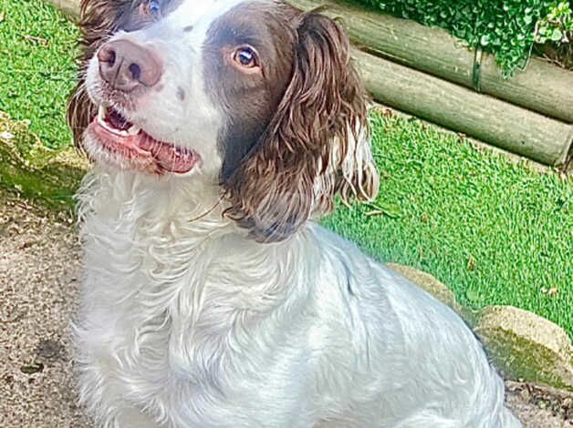 English Springer Spaniel boy for rehoming for sale in Hartlepool, County Durham - Image 1