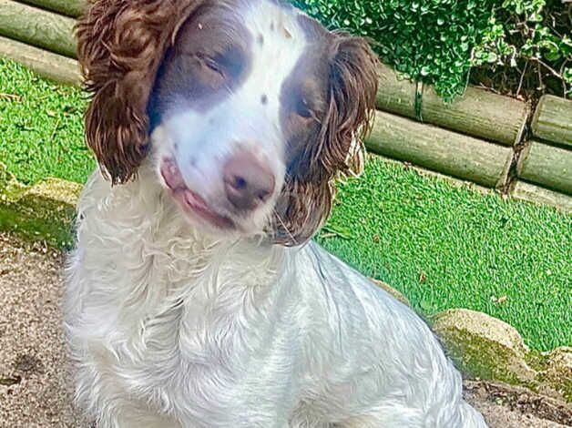 English Springer Spaniel boy for rehoming for sale in Hartlepool, County Durham - Image 2