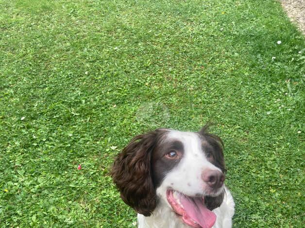 English Springer Spaniel boy for rehoming for sale in Hartlepool, County Durham - Image 3