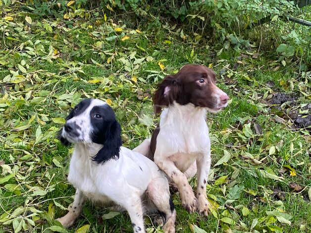 English Springer Spaniel for sale in Bargod or Bargoed, Caerphilly