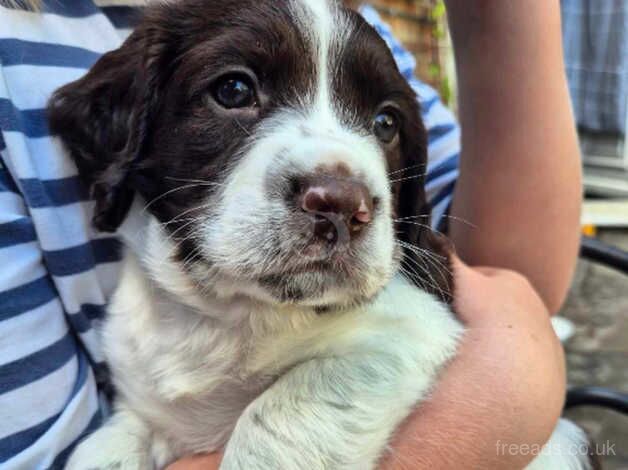 English Springer Spaniel for sale in Brackley, Northamptonshire