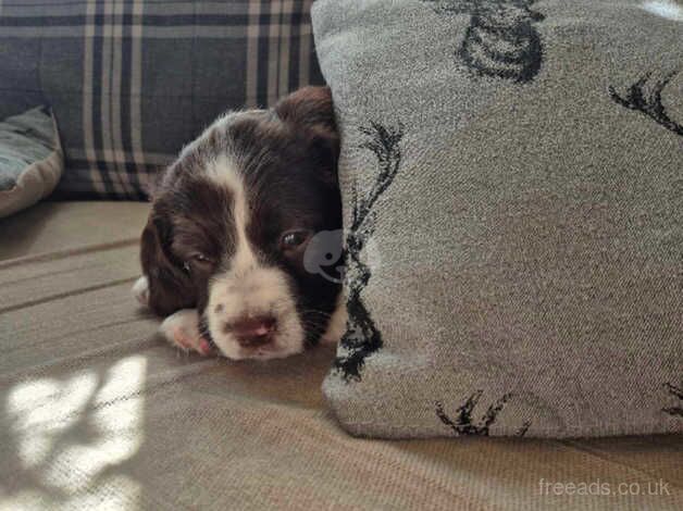 English Springer Spaniel for sale in Brackley, Northamptonshire - Image 2