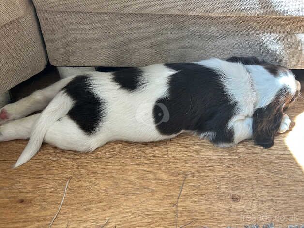 English Springer Spaniel for sale in Brackley, Northamptonshire - Image 3