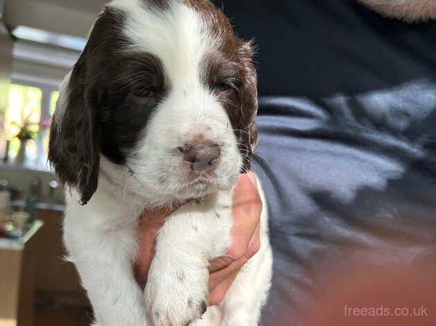 English Springer Spaniel for sale in Brackley, Northamptonshire - Image 4