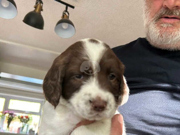 English Springer Spaniel for sale in Brackley, Northamptonshire - Image 5