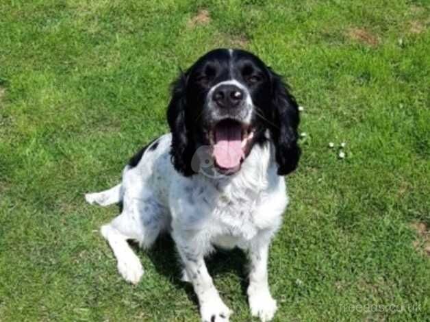 English springer spaniel for sale in Kidderminster, Worcestershire