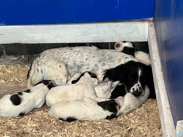 English Springer Spaniel for sale in Warrington, Cheshire