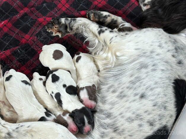 English Springer Spaniel for sale in Warrington, Cheshire - Image 2