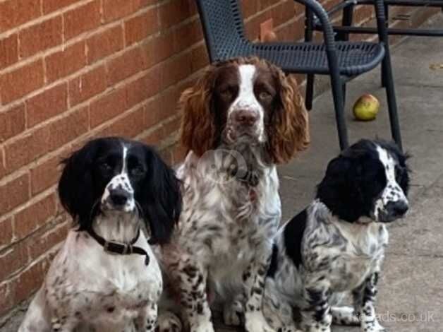 English Springer Spaniel for sale in Warrington, Cheshire - Image 3