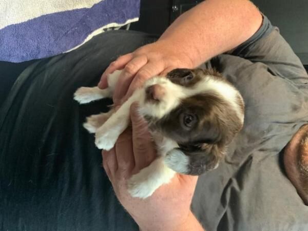 English springer spaniel in lever and white for sale in Ferryhill, County Durham - Image 3