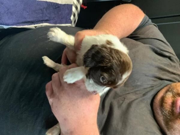 English springer spaniel in lever and white for sale in Ferryhill, County Durham - Image 4
