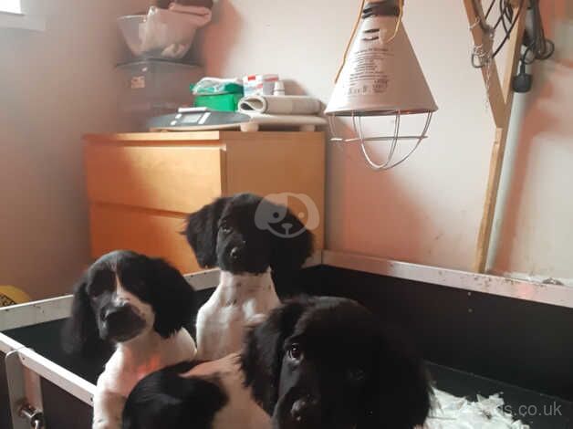 Springer Spaniel Puppies for sale in Tyne and Wear