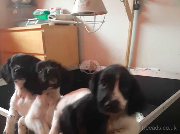 Springer Spaniel Puppies for sale