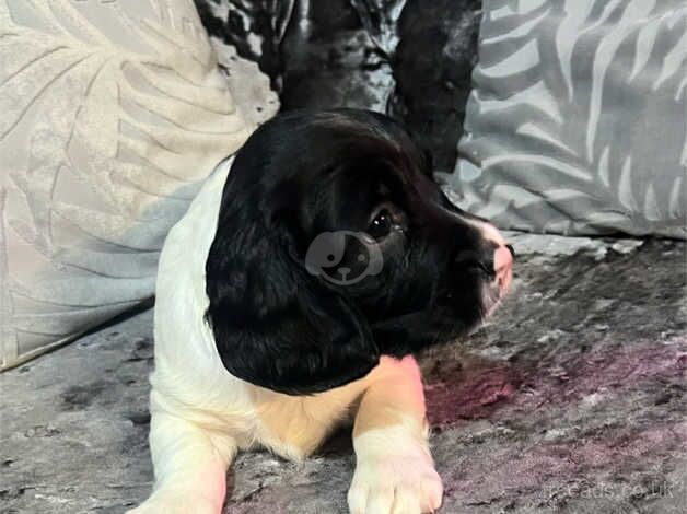 English springer spaniel for sale in Newport