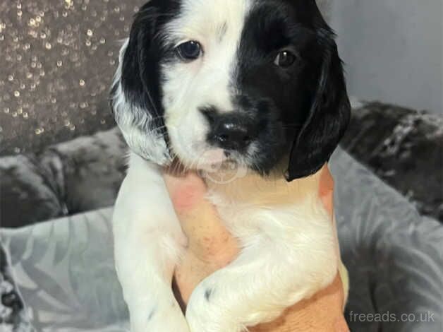 English springer spaniel for sale in Newport - Image 2