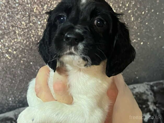 English springer spaniel for sale in Newport - Image 3