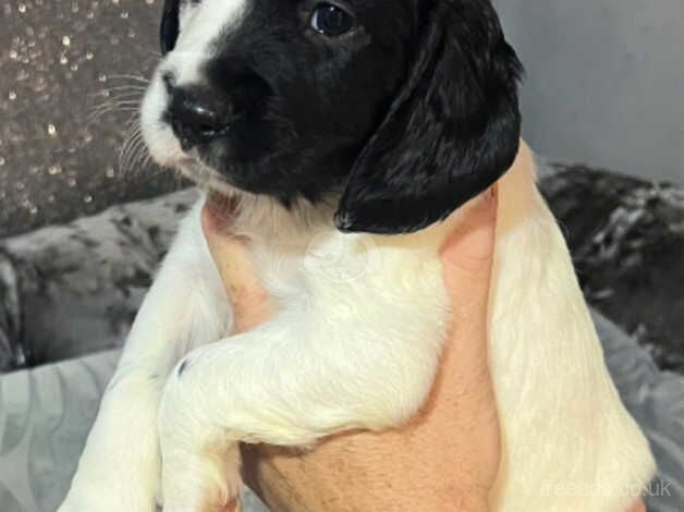 English springer spaniel for sale in Newport - Image 4