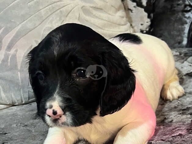 English springer spaniel for sale in Newport - Image 5