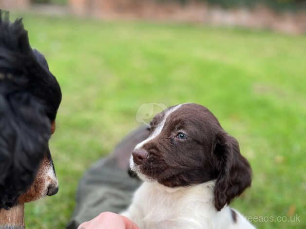 English springer spaniel for sale in Saffron Walden, Essex