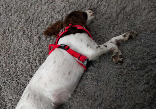 English springer spaniel for sale in Wickford, Essex - Image 3