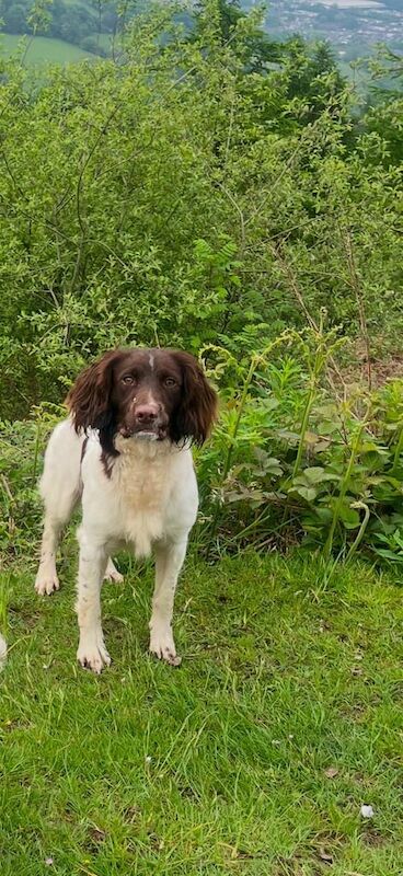 English Springer Spaniel Kc Registered Boy for sale in Newport